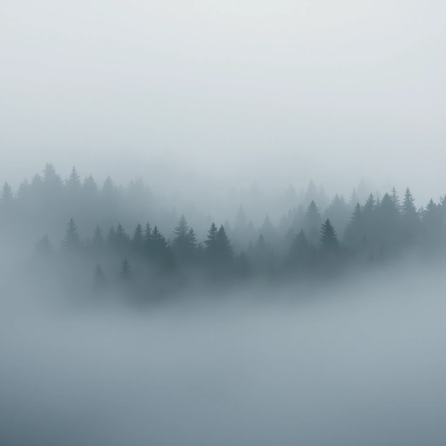 Pine forest seen from above, half dissolved into a bank of fog
